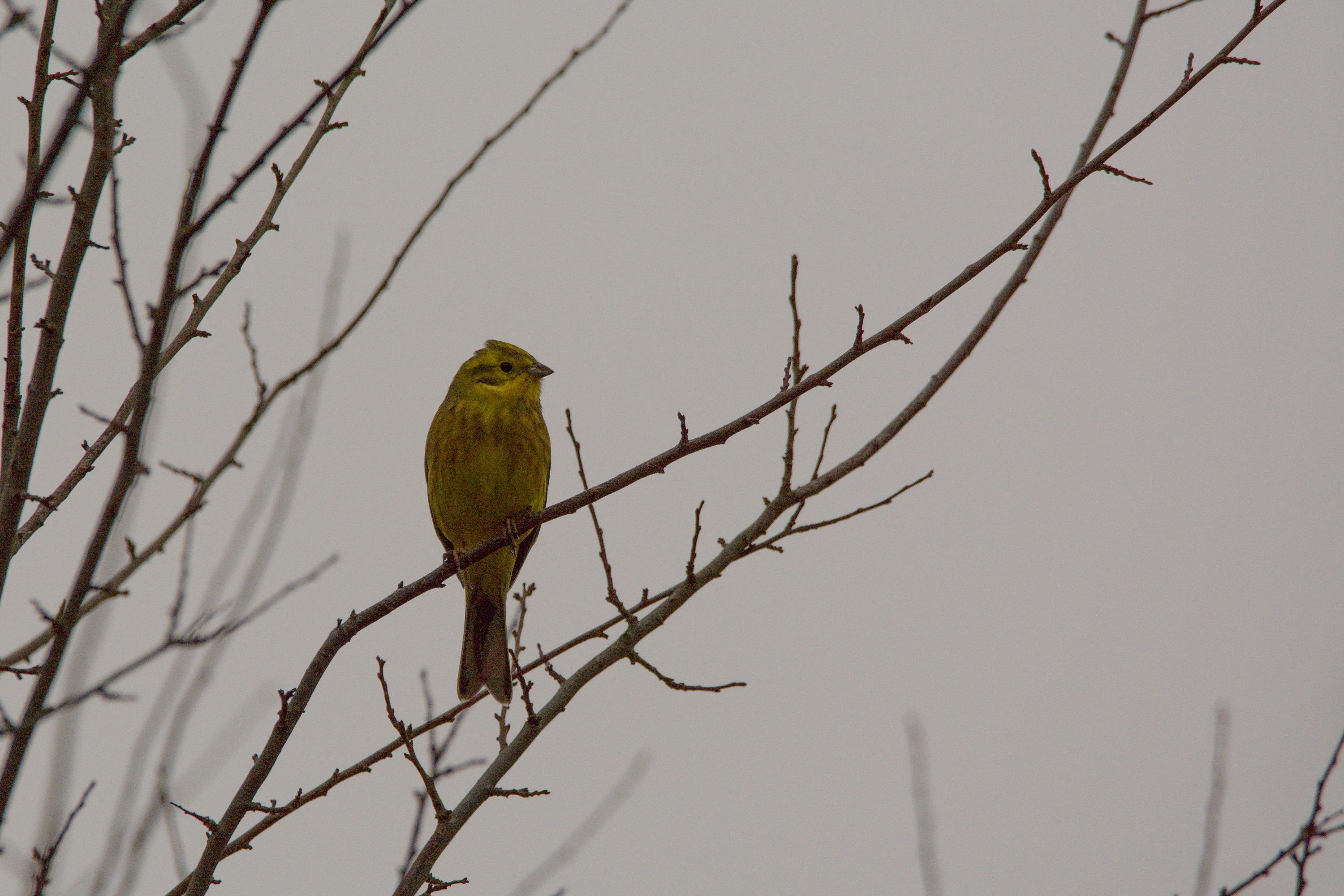 Strnad obecný (Emberiza citrinella)2